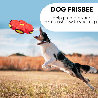 Frisbee for dogs 